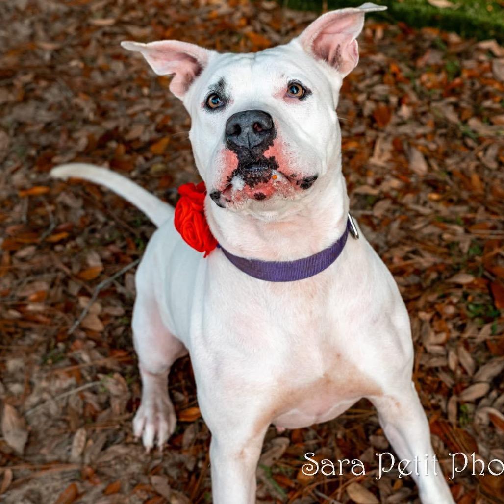 Shorty, a Adoptable Mixed Breed in Milton, FL image 4/6