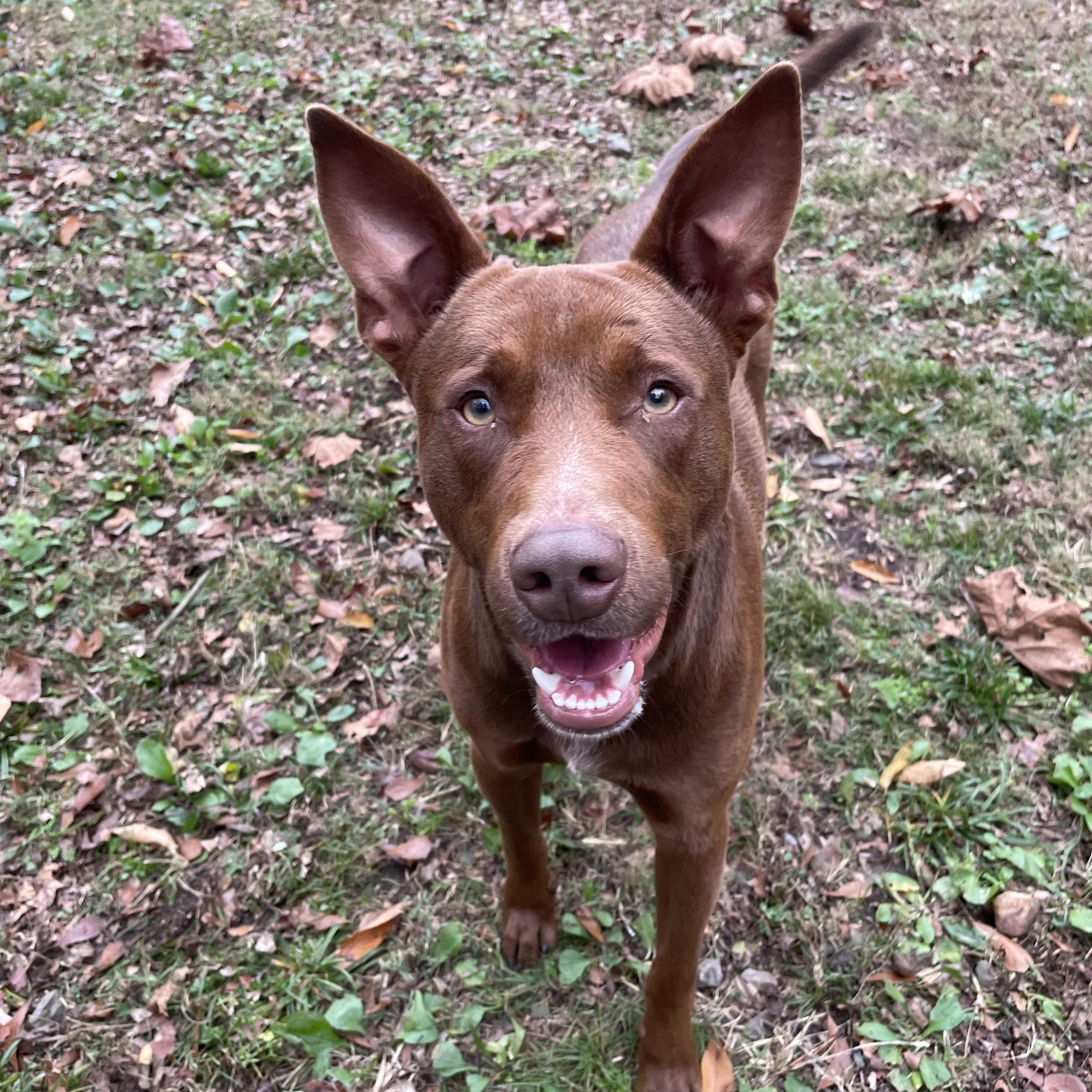 Enlarge Lennard, a Adoptable mixed breed in Heber Springs, AR image 2/5