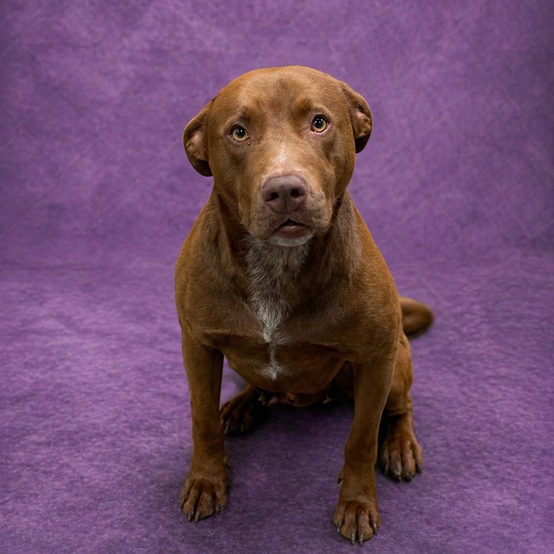 Lennard, Adoptable, Adult Male Labrador Retriever.