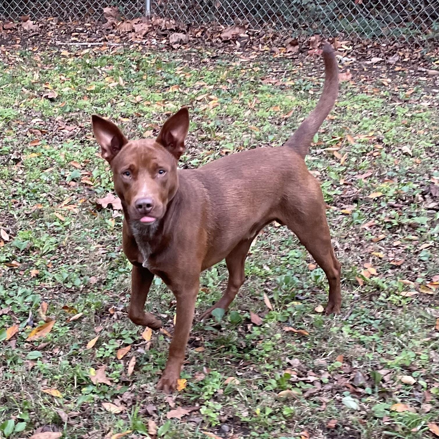 Enlarge Lennard, a Adoptable mixed breed in Heber Springs, AR image 3/5