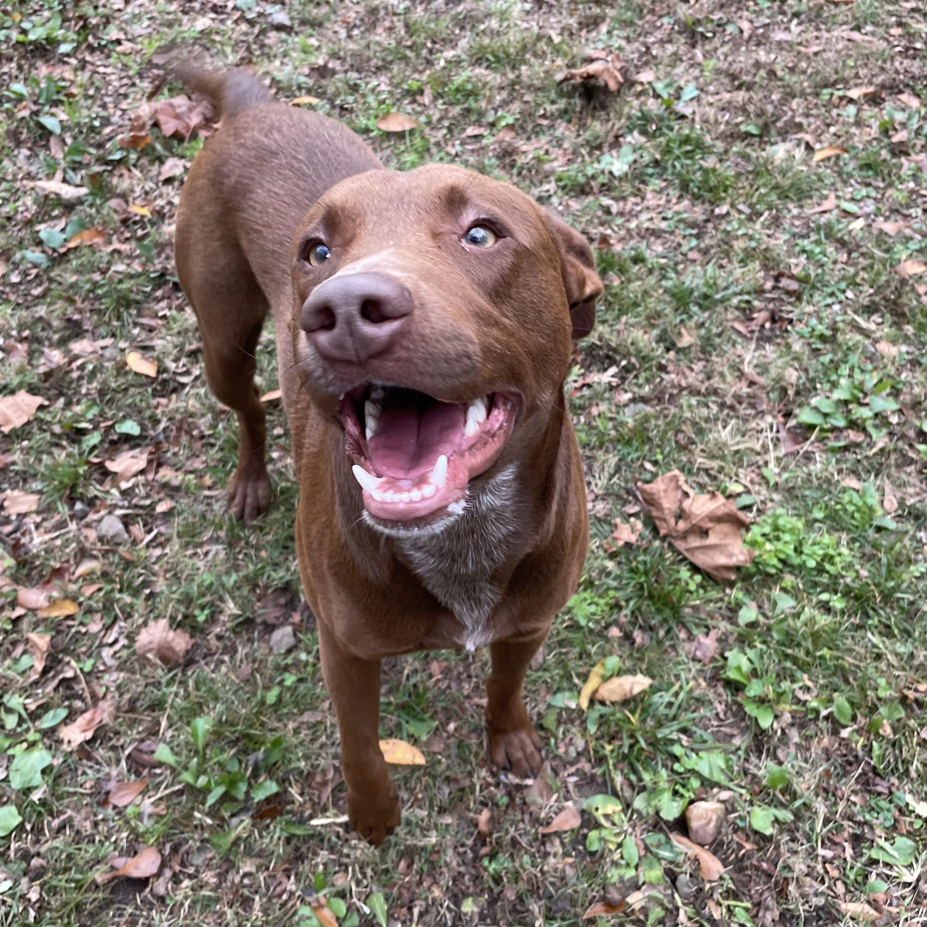 Enlarge Lennard, a Adoptable mixed breed in Heber Springs, AR image 4/5