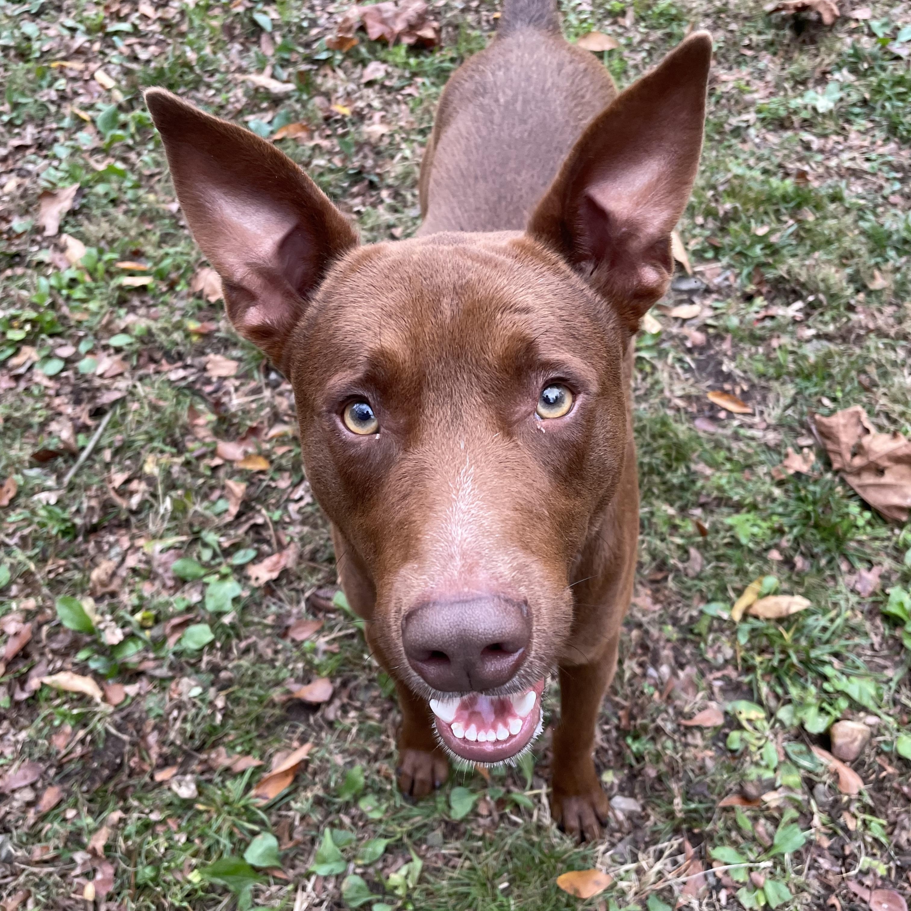 Enlarge Lennard, a Adoptable mixed breed in Heber Springs, AR image 5/5