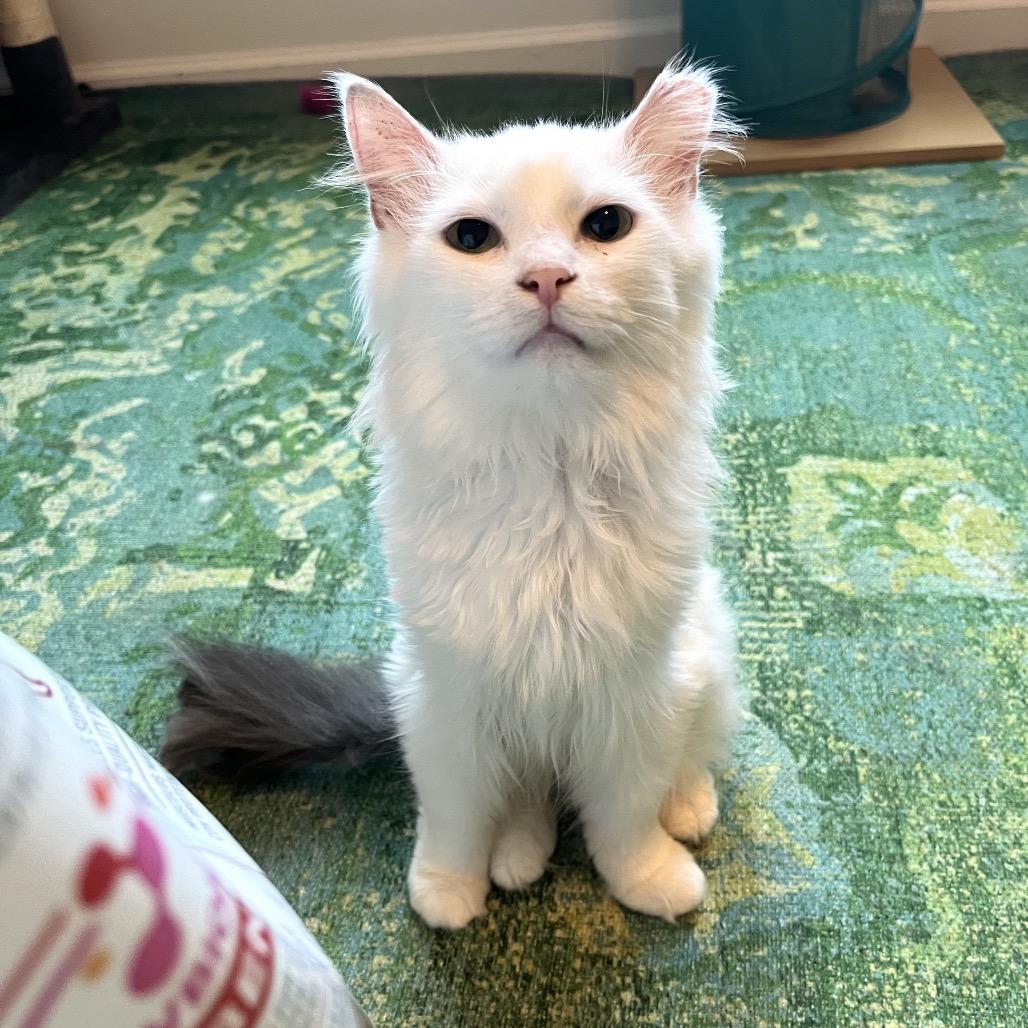 Enlarge Bovine, a Adoptable Domestic Long Hair in Gibsonia, PA image 1/6