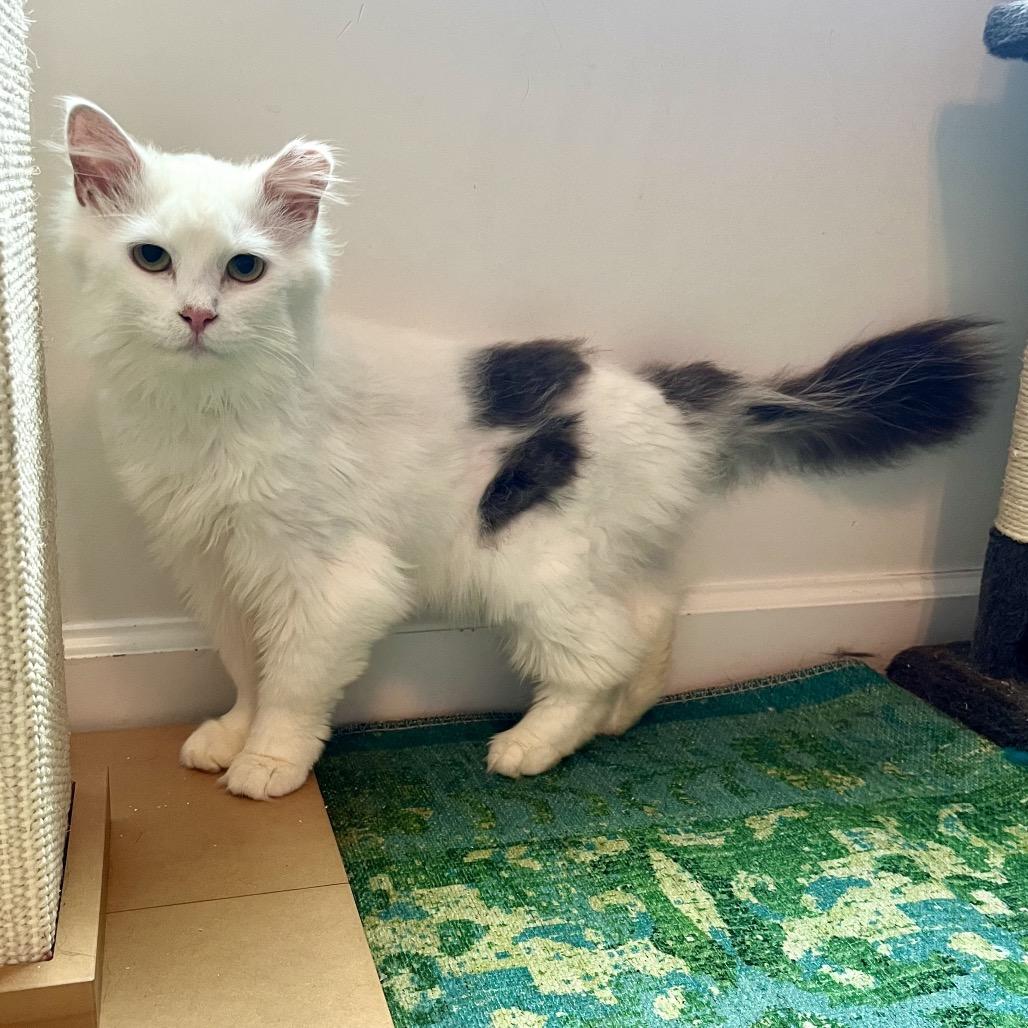 Enlarge Bovine, a Adoptable Domestic Long Hair in Gibsonia, PA image 2/6