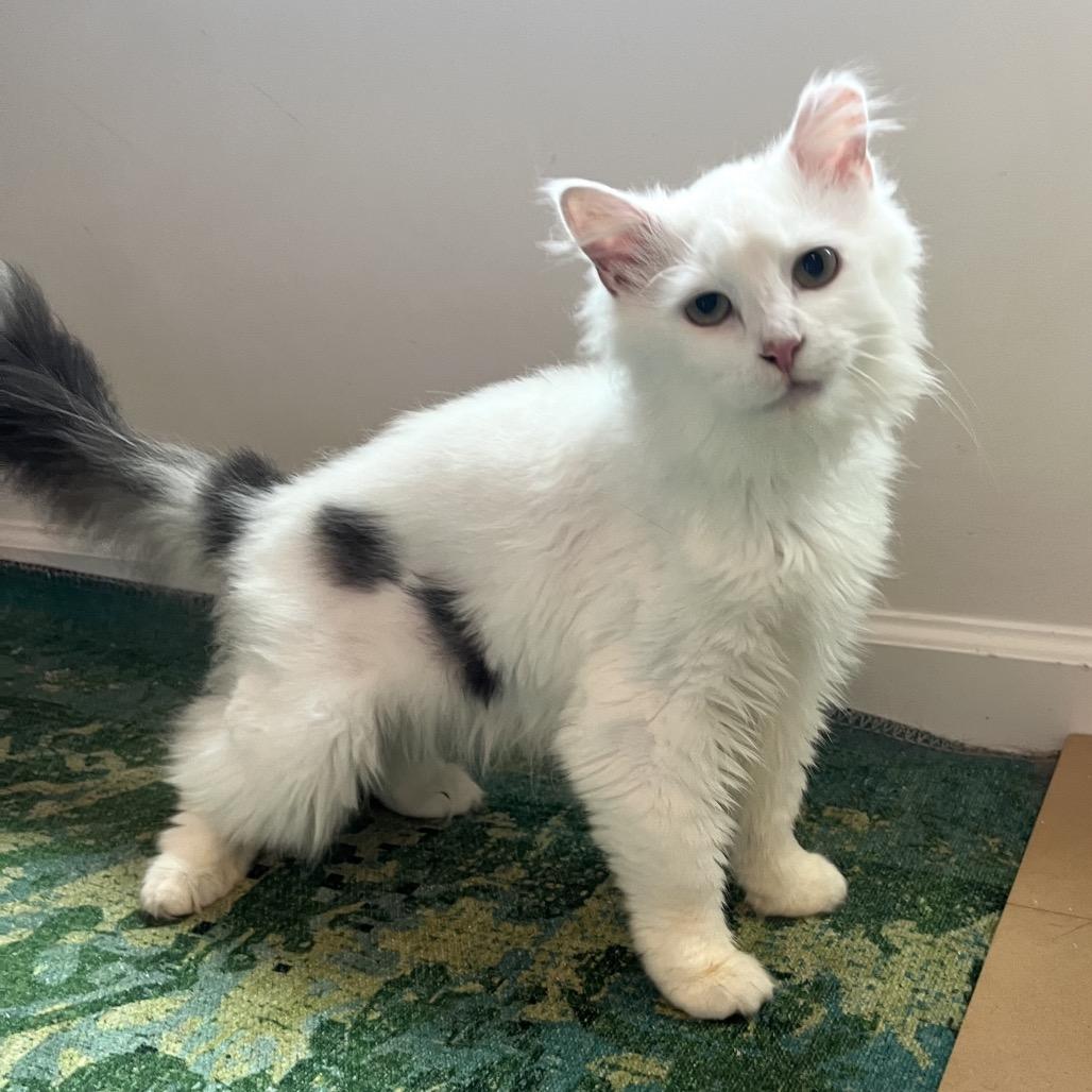 Enlarge Bovine, a Adoptable Domestic Long Hair in Gibsonia, PA image 3/6