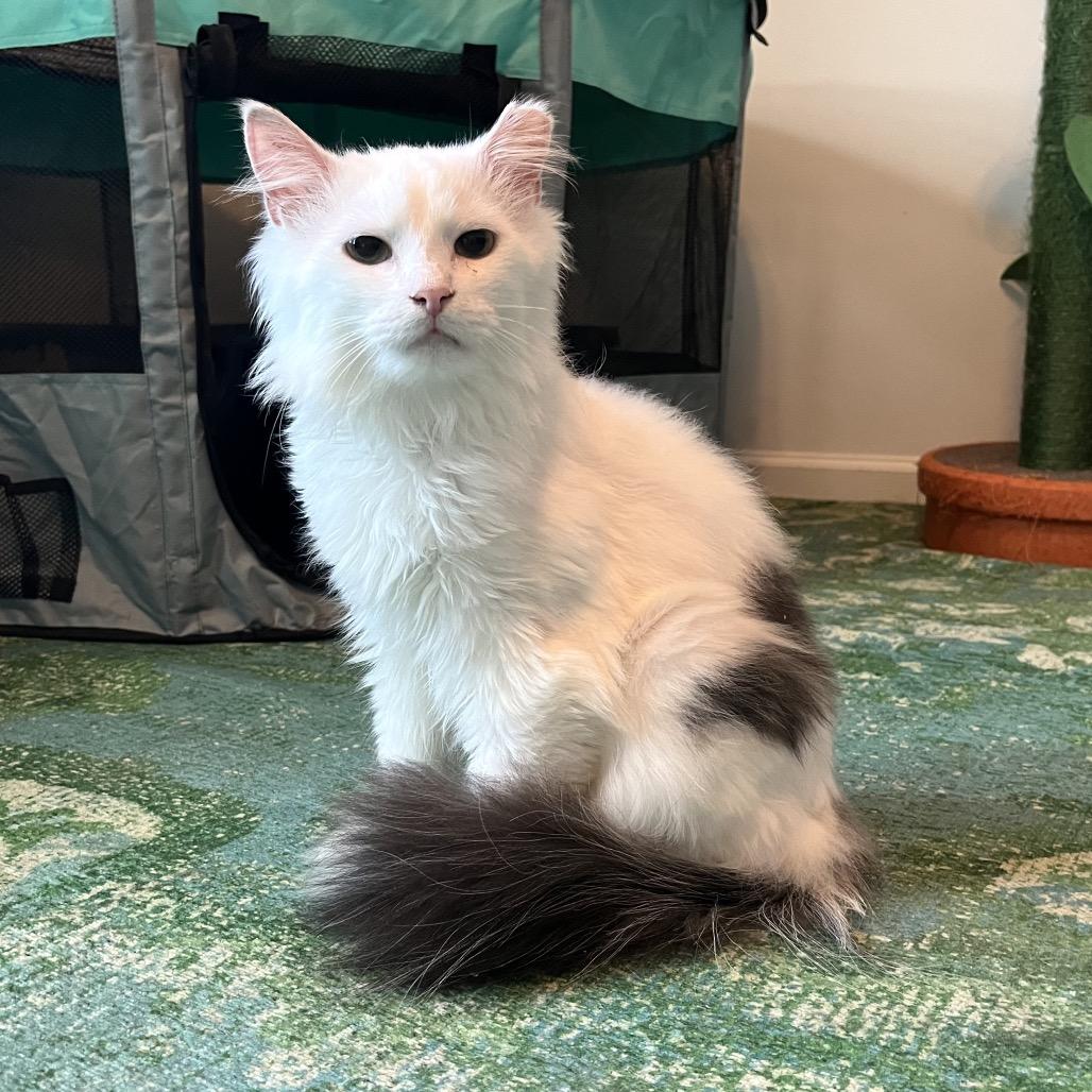 Enlarge Bovine, a Adoptable Domestic Long Hair in Gibsonia, PA image 4/6