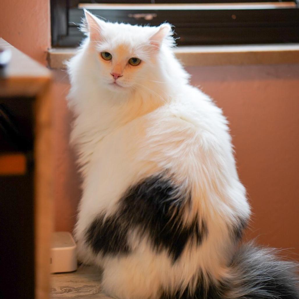 Enlarge Bovine, a Adoptable Domestic Long Hair in Gibsonia, PA image 5/6