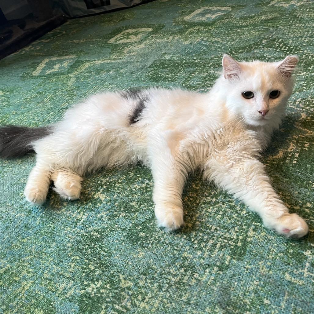 Enlarge Bovine, a Adoptable Domestic Long Hair in Gibsonia, PA image 6/6