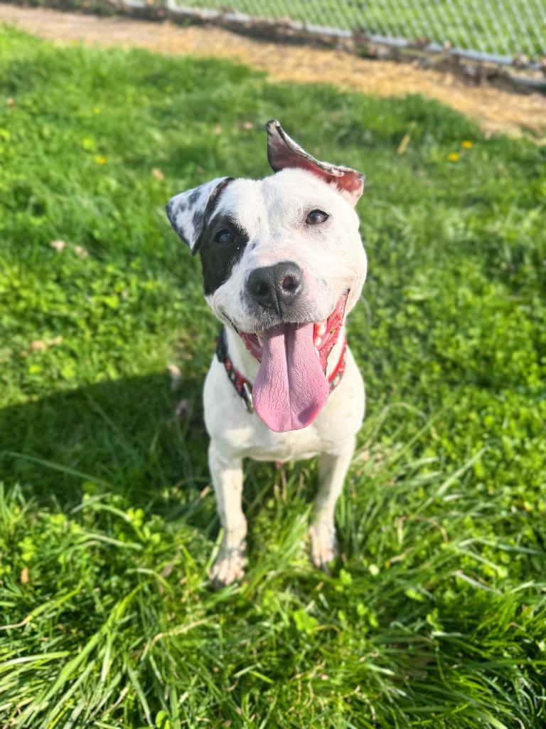 Enlarge Jordan, a Adoptable mixed breed in Effingham, IL image 1/5