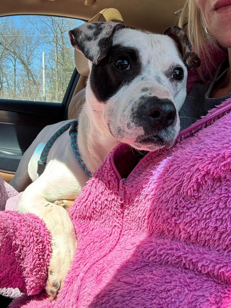 Enlarge Jordan, a Adoptable mixed breed in Effingham, IL image 2/5