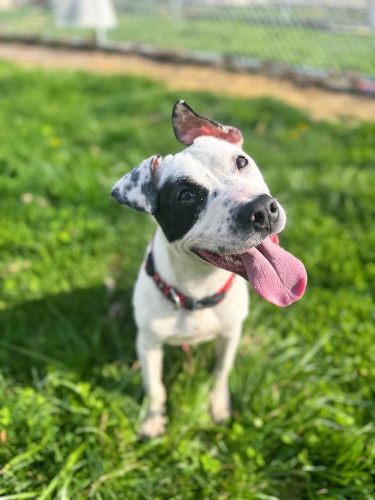 Enlarge Jordan, a Adoptable mixed breed in Effingham, IL image 3/5