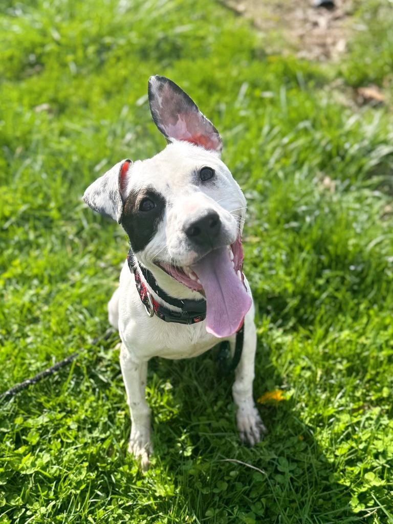 Enlarge Jordan, a Adoptable mixed breed in Effingham, IL image 4/5