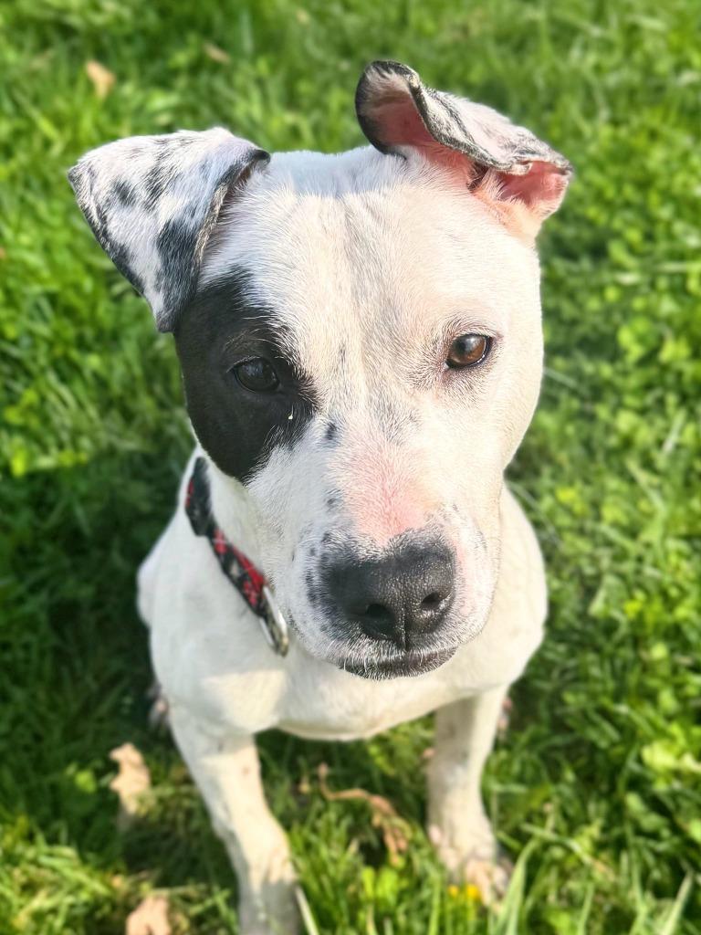 Enlarge Jordan, a Adoptable mixed breed in Effingham, IL image 5/5