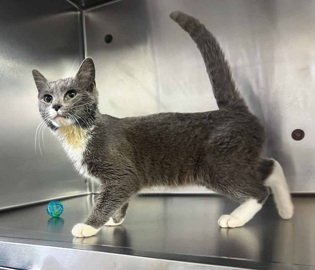 Enlarge Chili, a Adoptable mixed breed in Murray, KY image 1/3