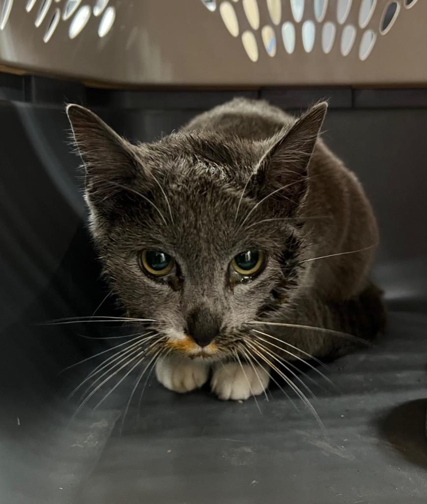 Enlarge Chili, a Adoptable mixed breed in Murray, KY image 2/3