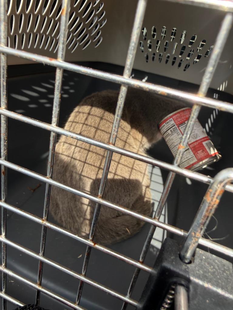 Enlarge Chili, a Adoptable mixed breed in Murray, KY image 3/3