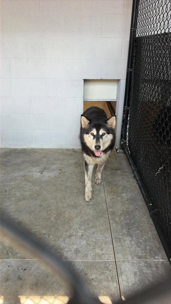 Enlarge Fiona, a Adoptable Alaskan Malamute in Republic, MO image 1/1