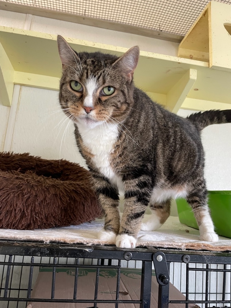 Dianna, a Adoptable Domestic Short Hair in Lambertville, NJ image 1/4