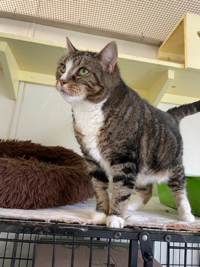 Dianna, a Adoptable Domestic Short Hair in Lambertville, NJ image 2/4