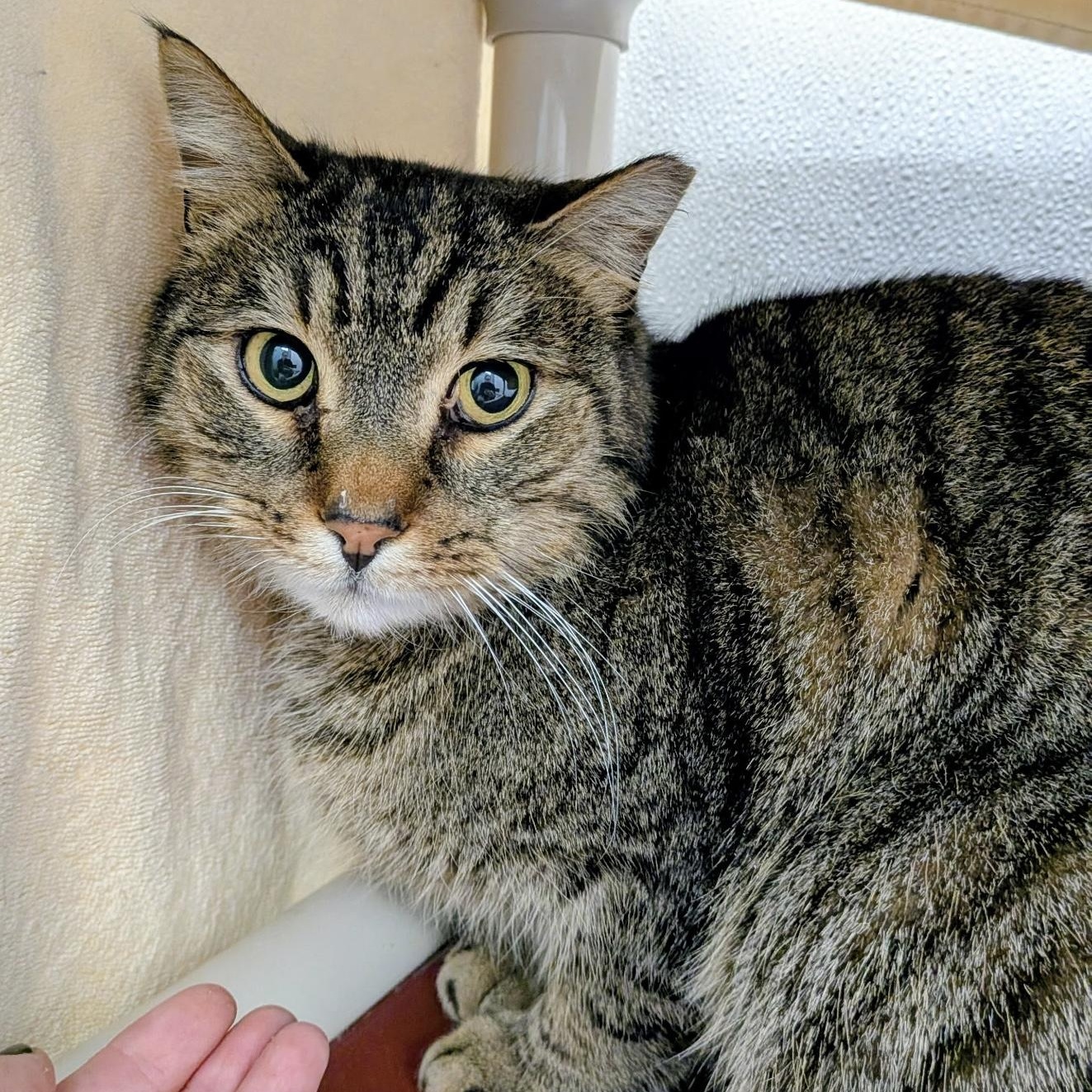 Enlarge Rocky, a ADOPTABLE Domestic Short Hair in Medfield, MA image 1/1