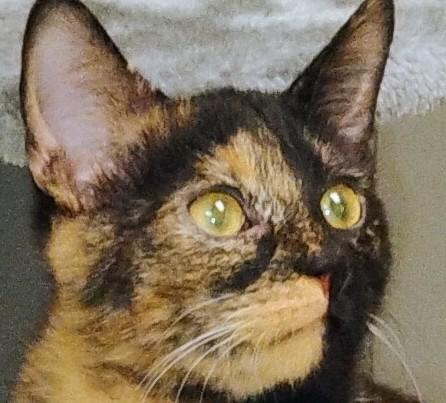 Carlie and Baloo. ADOPTED 2