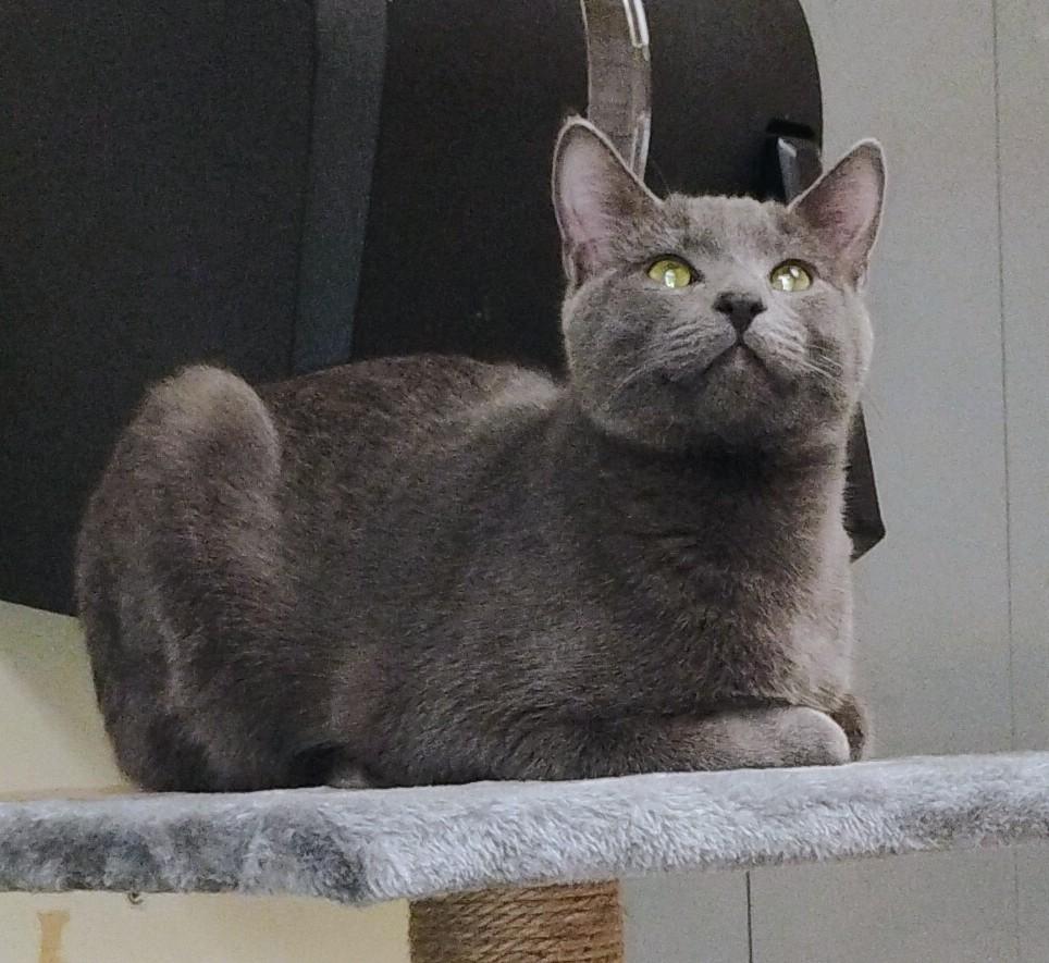 Carlie and Baloo. ADOPTED 1