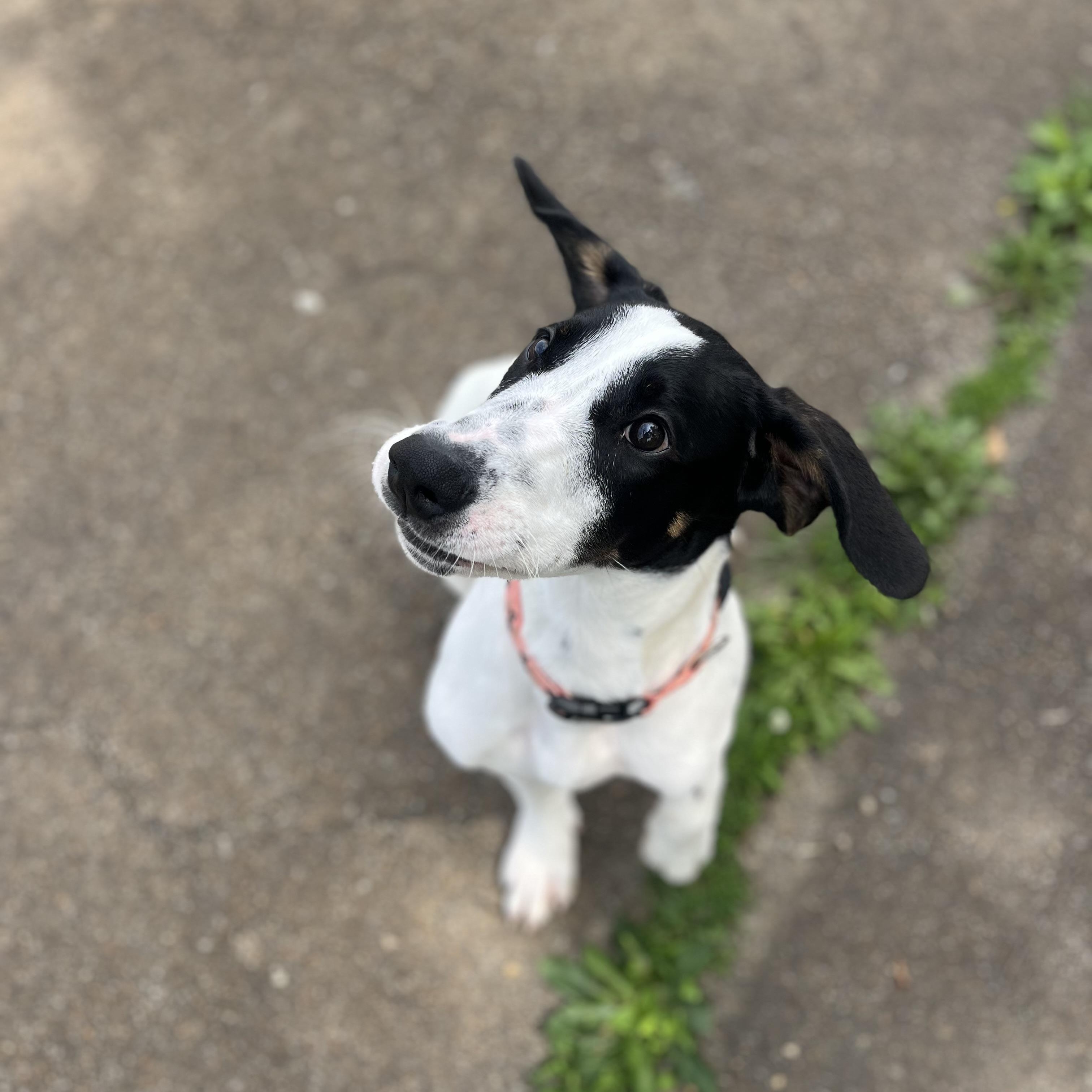 Enlarge Homer, a Adoptable mixed breed in Farmington, MO image 2/2