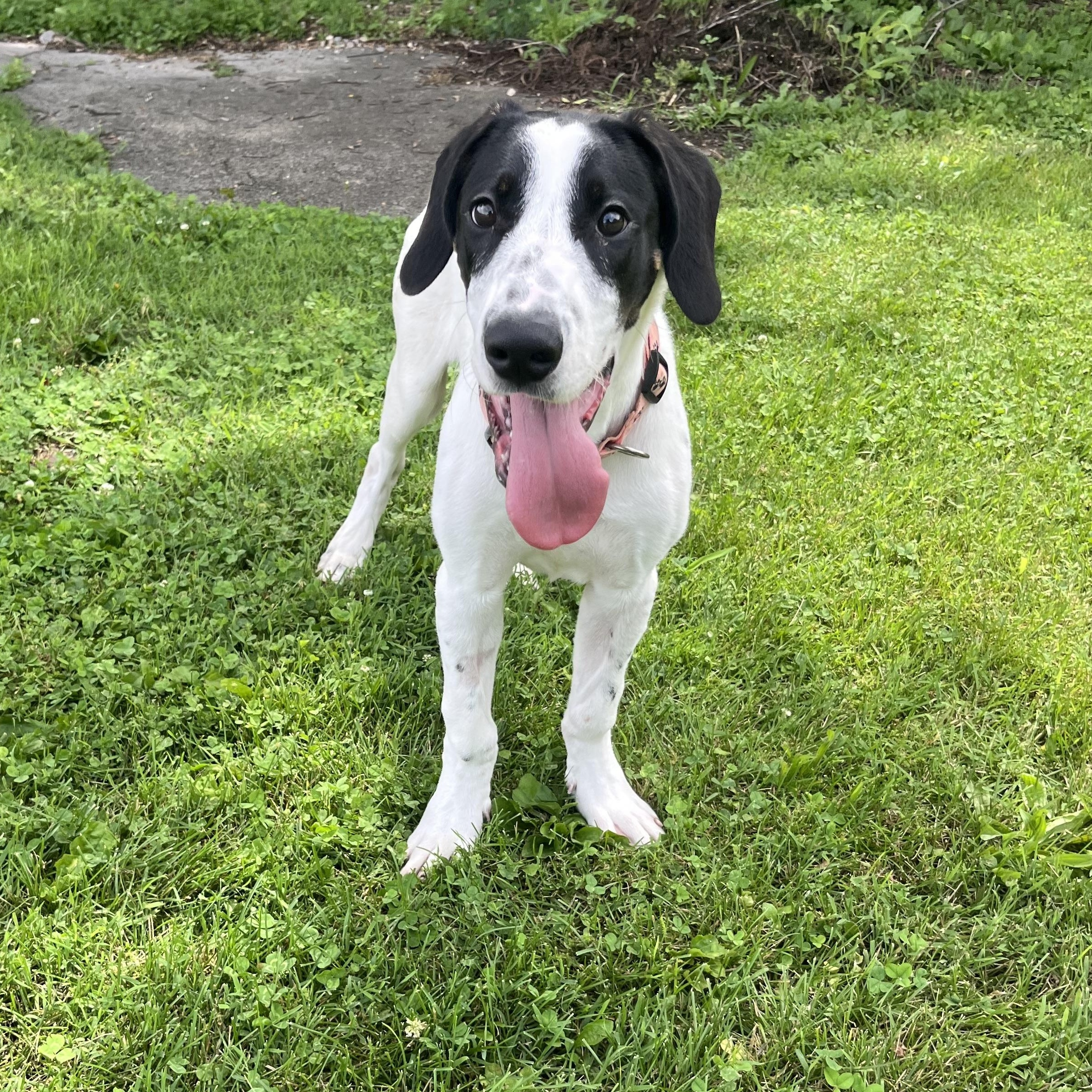 Enlarge Homer, a Adoptable mixed breed in Farmington, MO image 1/2