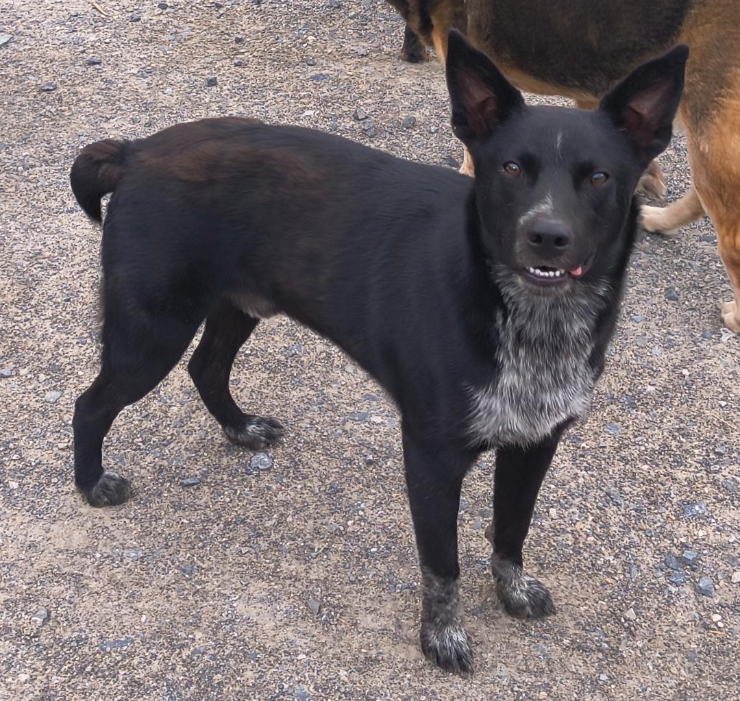 Duke, ADOPTABLE, Young Male Australian Cattle Dog / Blue Heeler.
