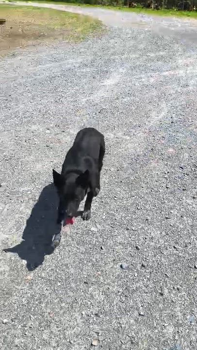 Enlarge Duke, a ADOPTABLE mixed breed in Littlestown, PA video 4/4