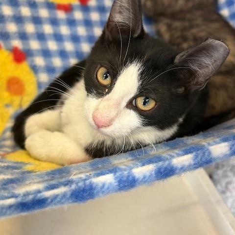Eugene, Adoptable, Kitten Male Tuxedo.