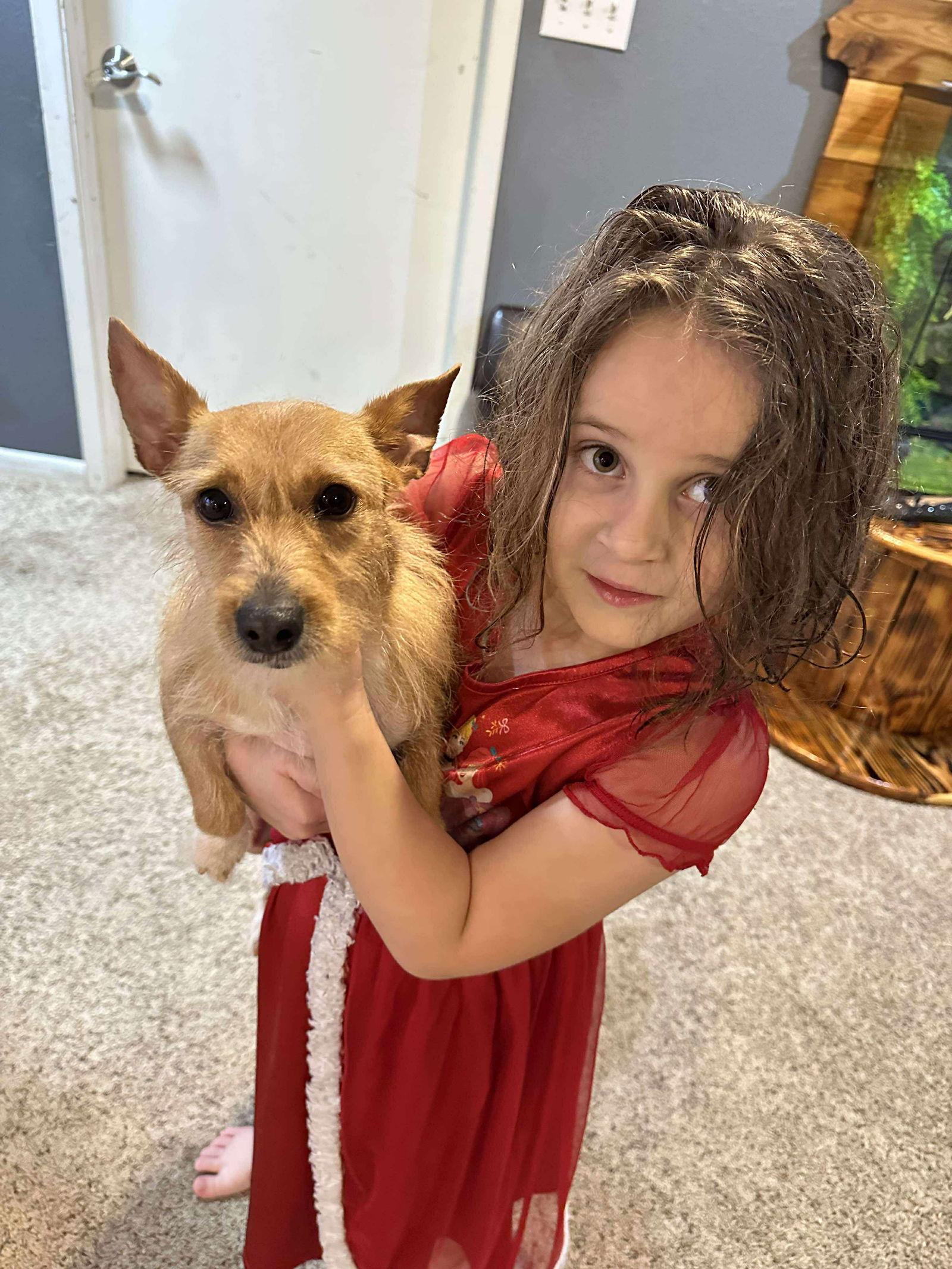 Enlarge Ghelee, a Adopted mixed breed in Minneapolis, MN image 1/3