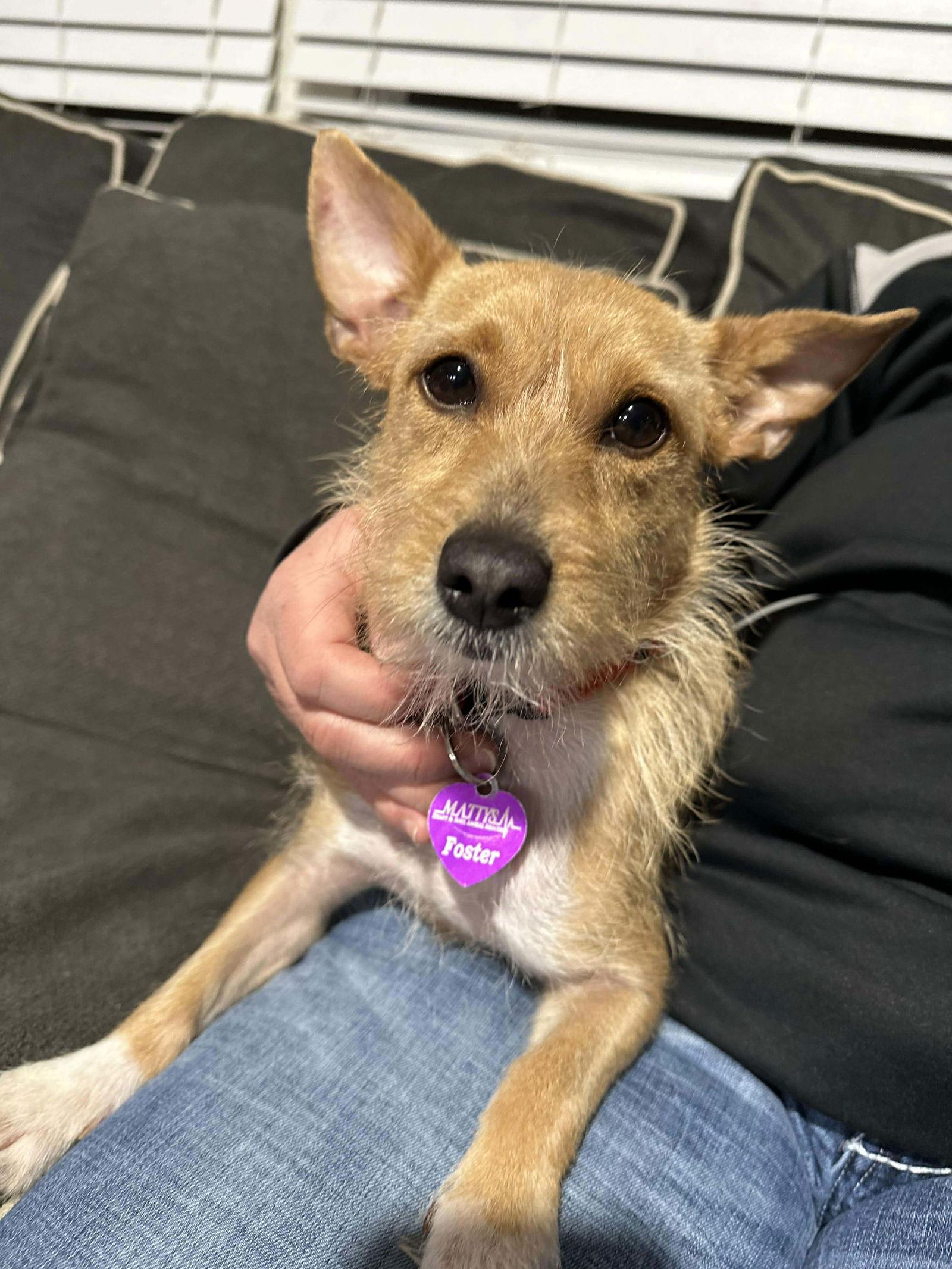 Enlarge Ghelee, a Adopted mixed breed in Minneapolis, MN image 2/3