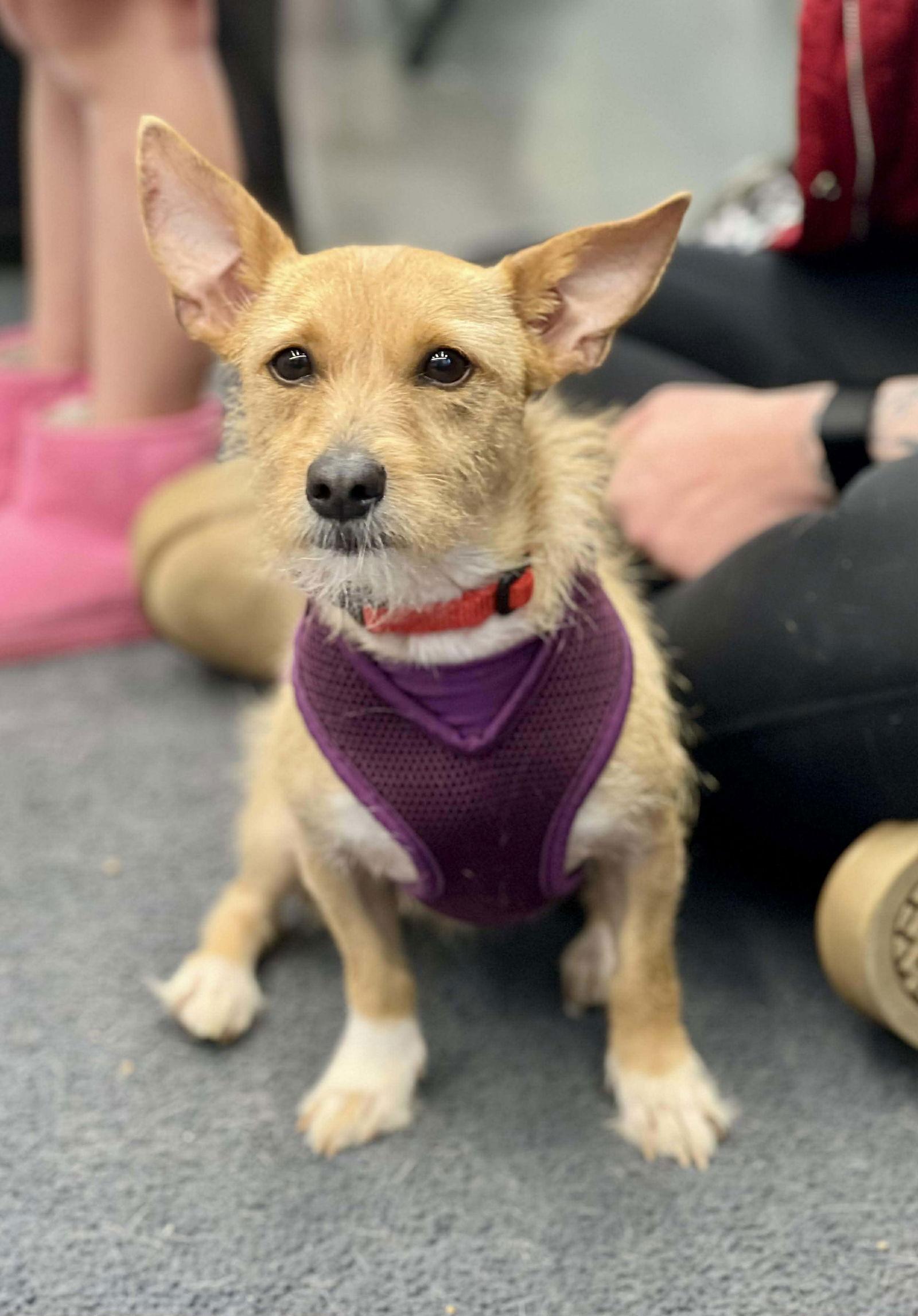 Enlarge Ghelee, a Adopted mixed breed in Minneapolis, MN image 3/3
