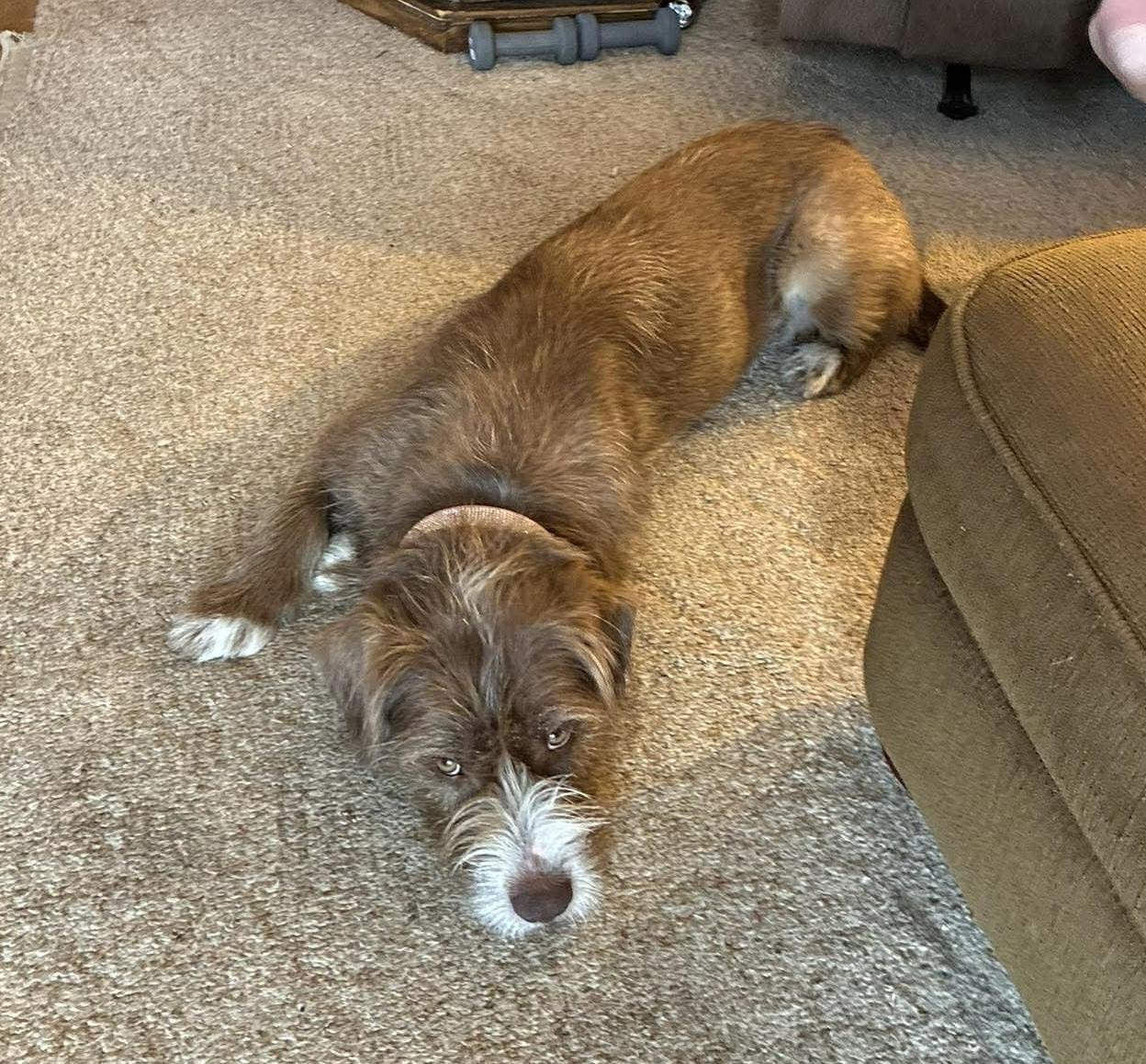 Enlarge Scarlet, a ADOPTABLE mixed breed in Mount Morris, MI image 4/6