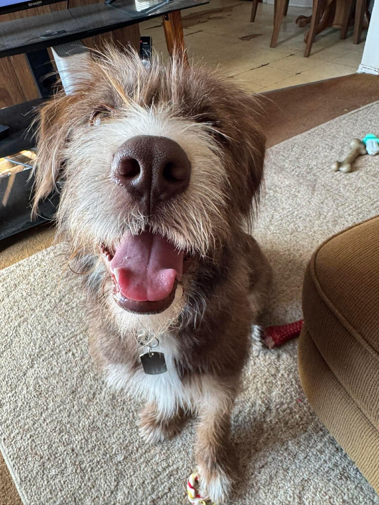 Scarlet, ADOPTABLE, Young Female Mixed Breed & Norfolk Terrier.