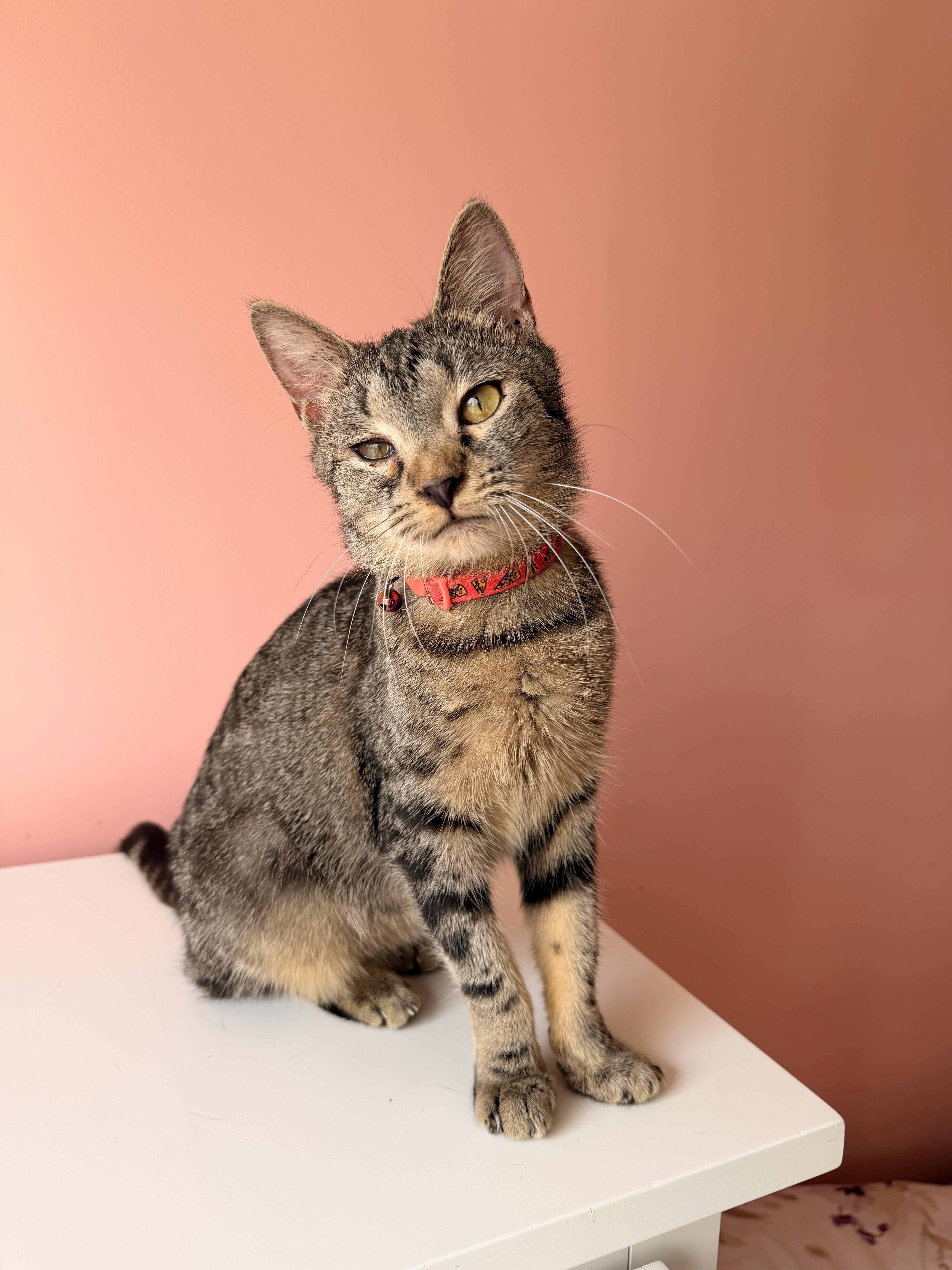 Enlarge CHILI, a Adoptable Tabby in New York, NY image 1/4