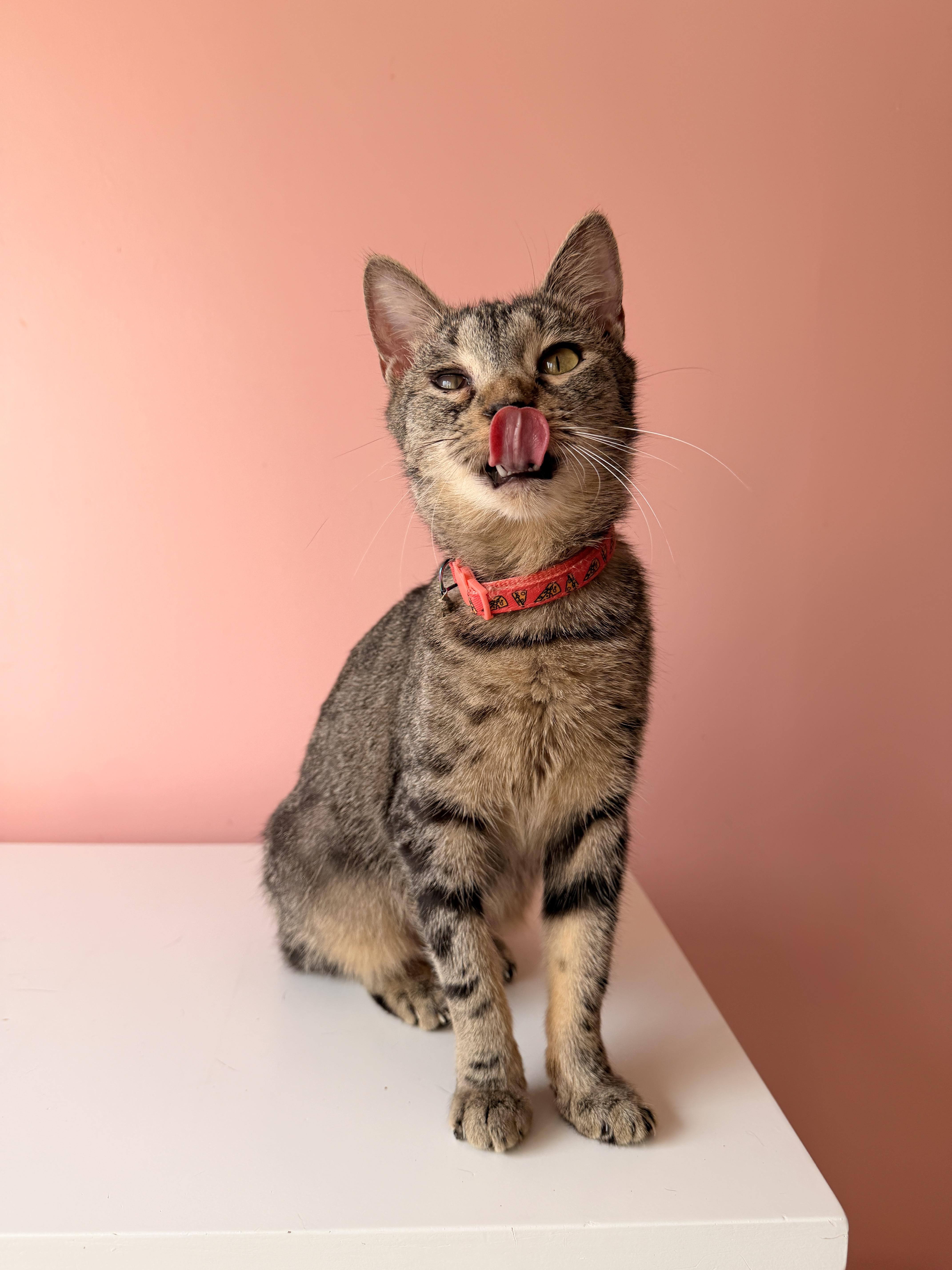 Enlarge CHILI, a Adoptable Tabby in New York, NY image 2/4