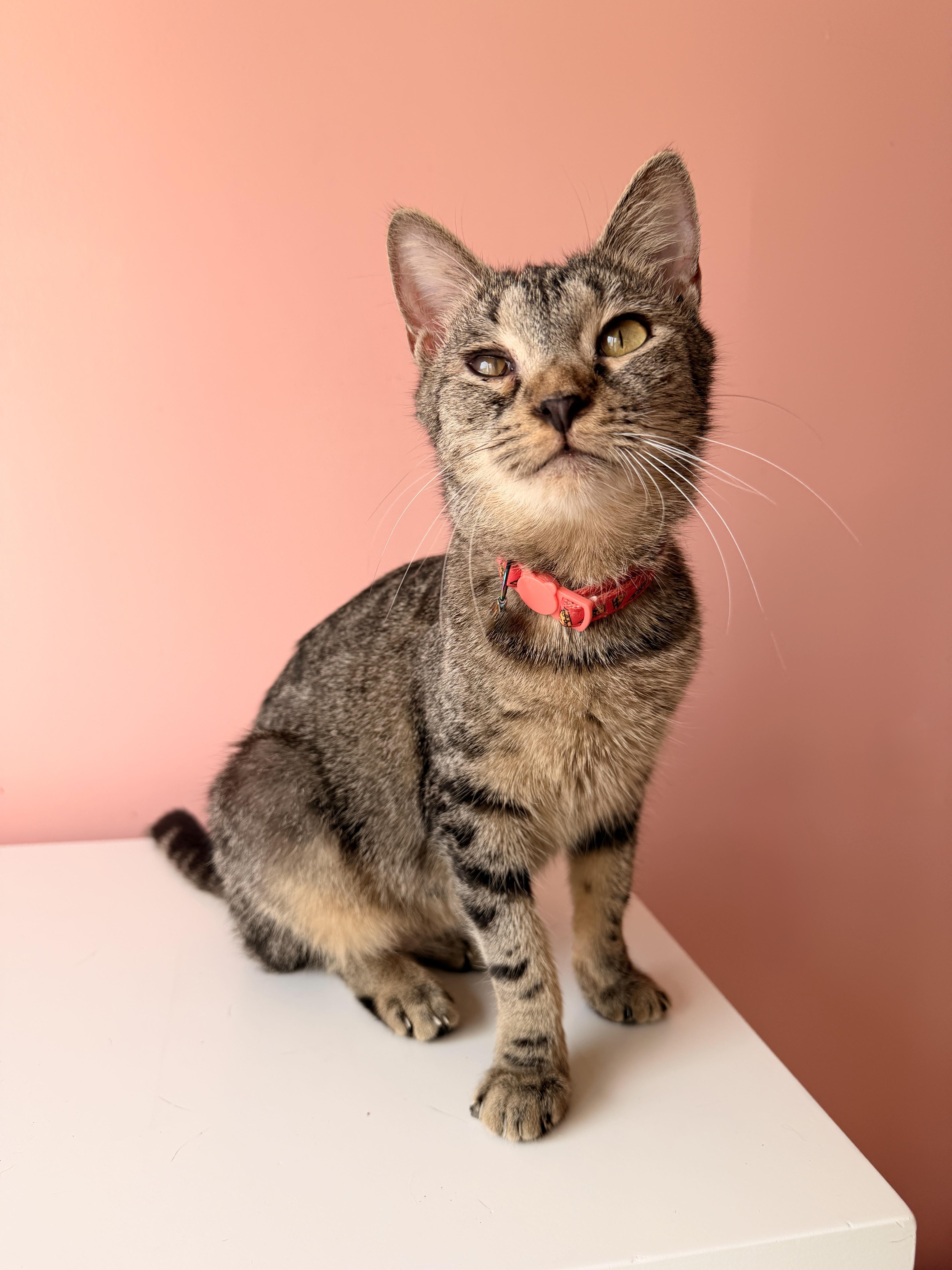 Enlarge CHILI, a Adoptable Tabby in New York, NY image 3/4