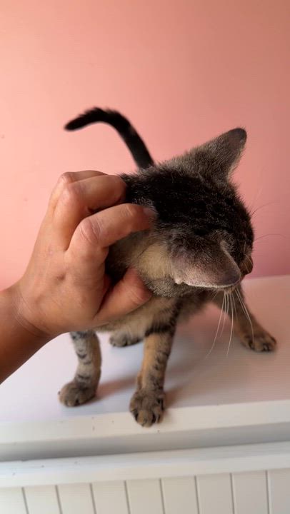 Enlarge CHILI, a Adoptable Tabby in New York, NY video 4/4