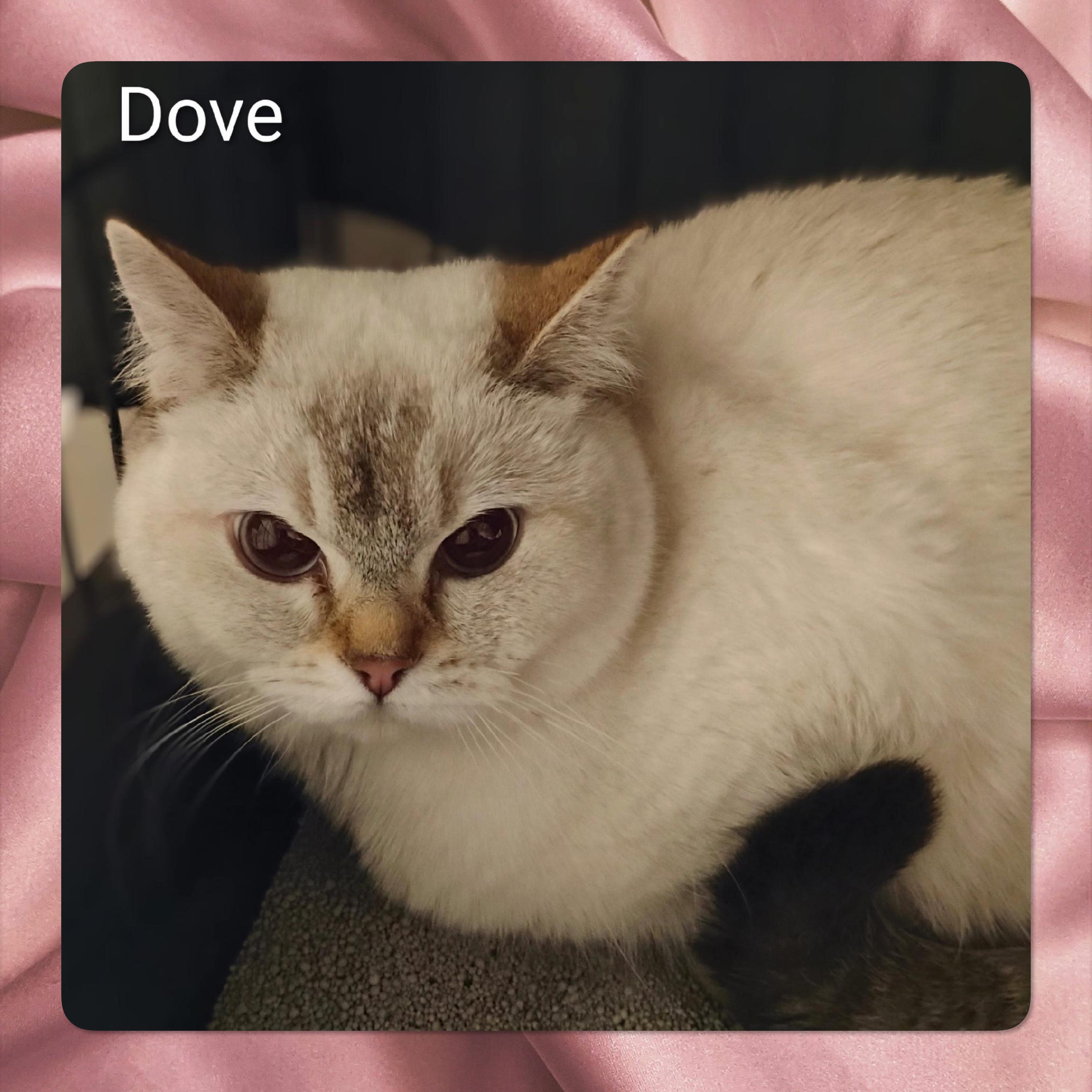Dove, Adoptable, Adult Female British Shorthair.