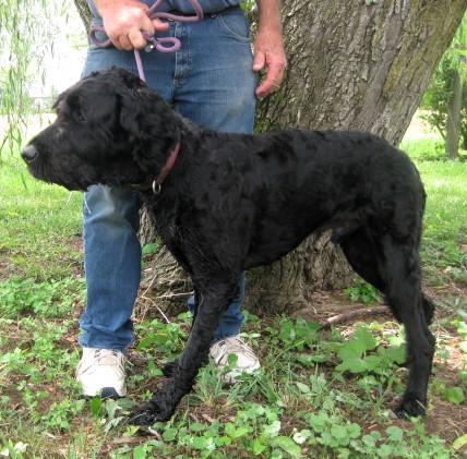 Ruger, an adoptable Labradoodle in Frederick, MD, 21702 | Photo Image 3