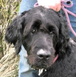 Ruger, an adoptable Labradoodle in Frederick, MD, 21702 | Photo Image 1