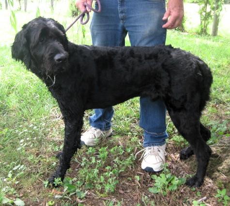 Ruger, an adoptable Labradoodle in Frederick, MD, 21702 | Photo Image 4