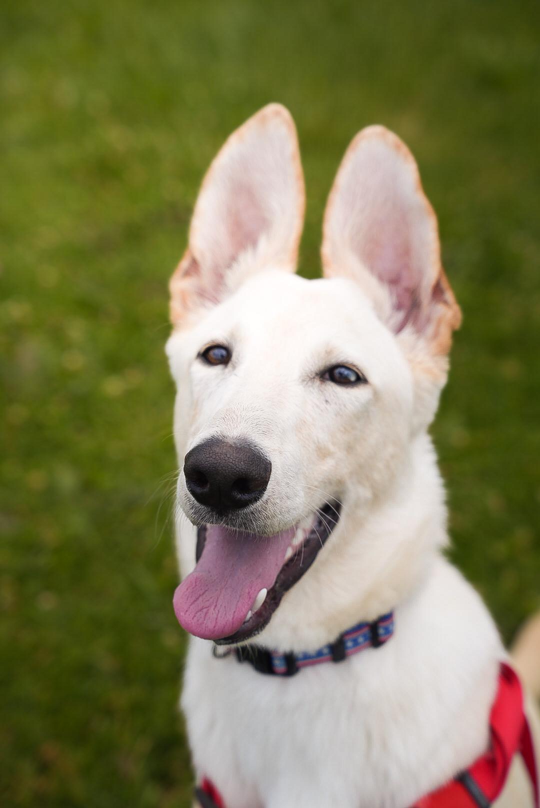 Nugget, ADOPTABLE, Young Male Labrador Retriever.