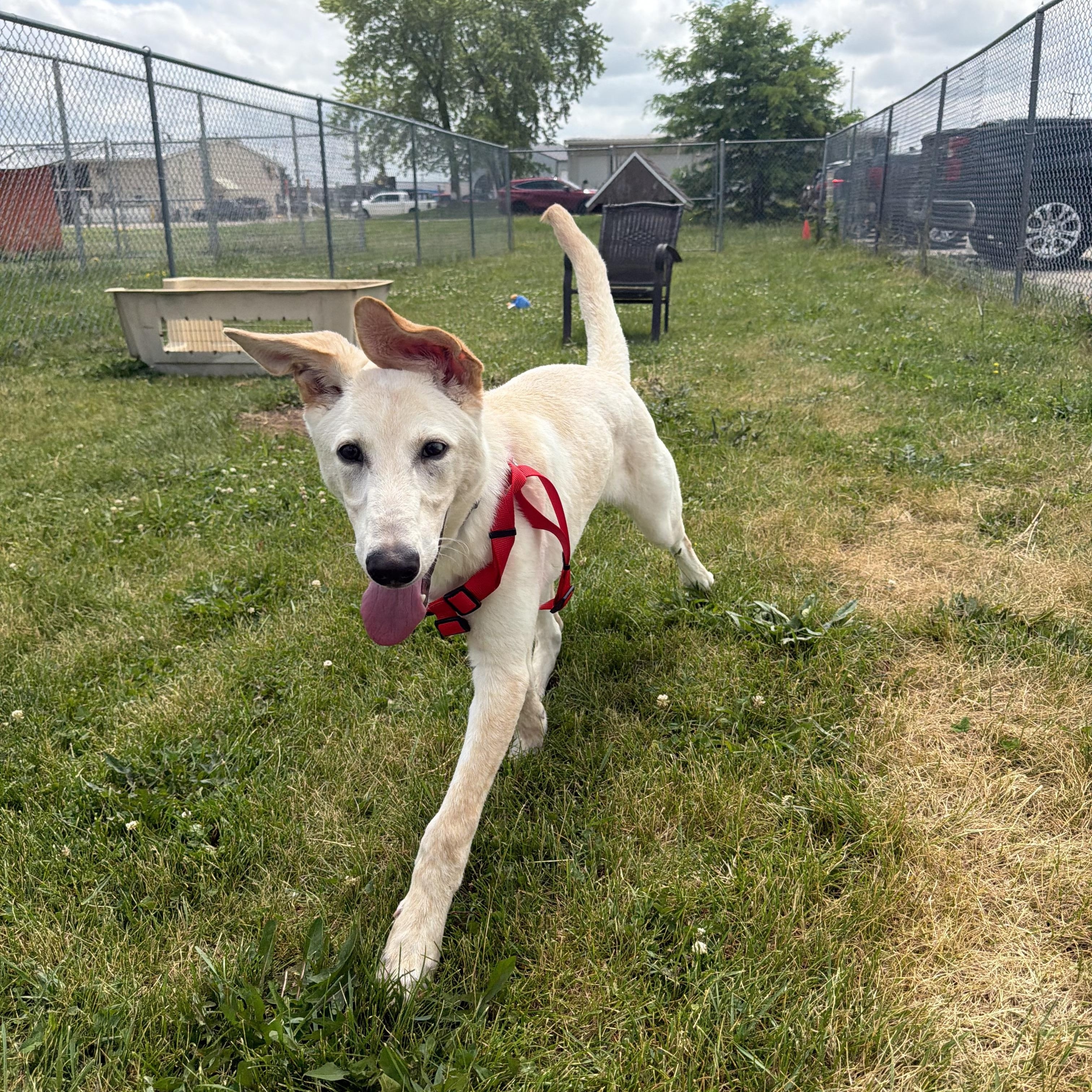 Nugget, ADOPTABLE, Young Male Labrador Retriever.