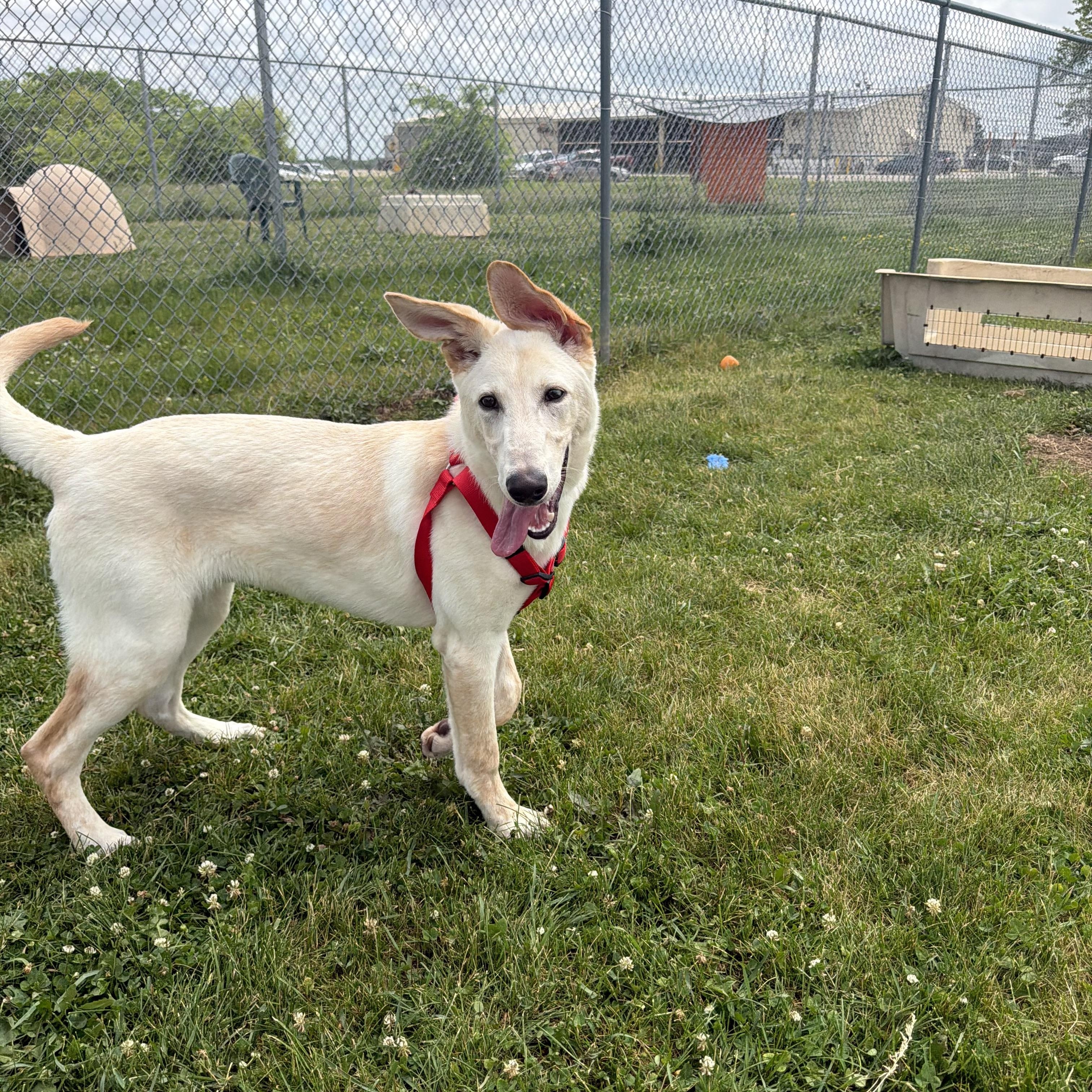 Nugget, a ADOPTABLE mixed breed in Dodgeville, WI image 2/4