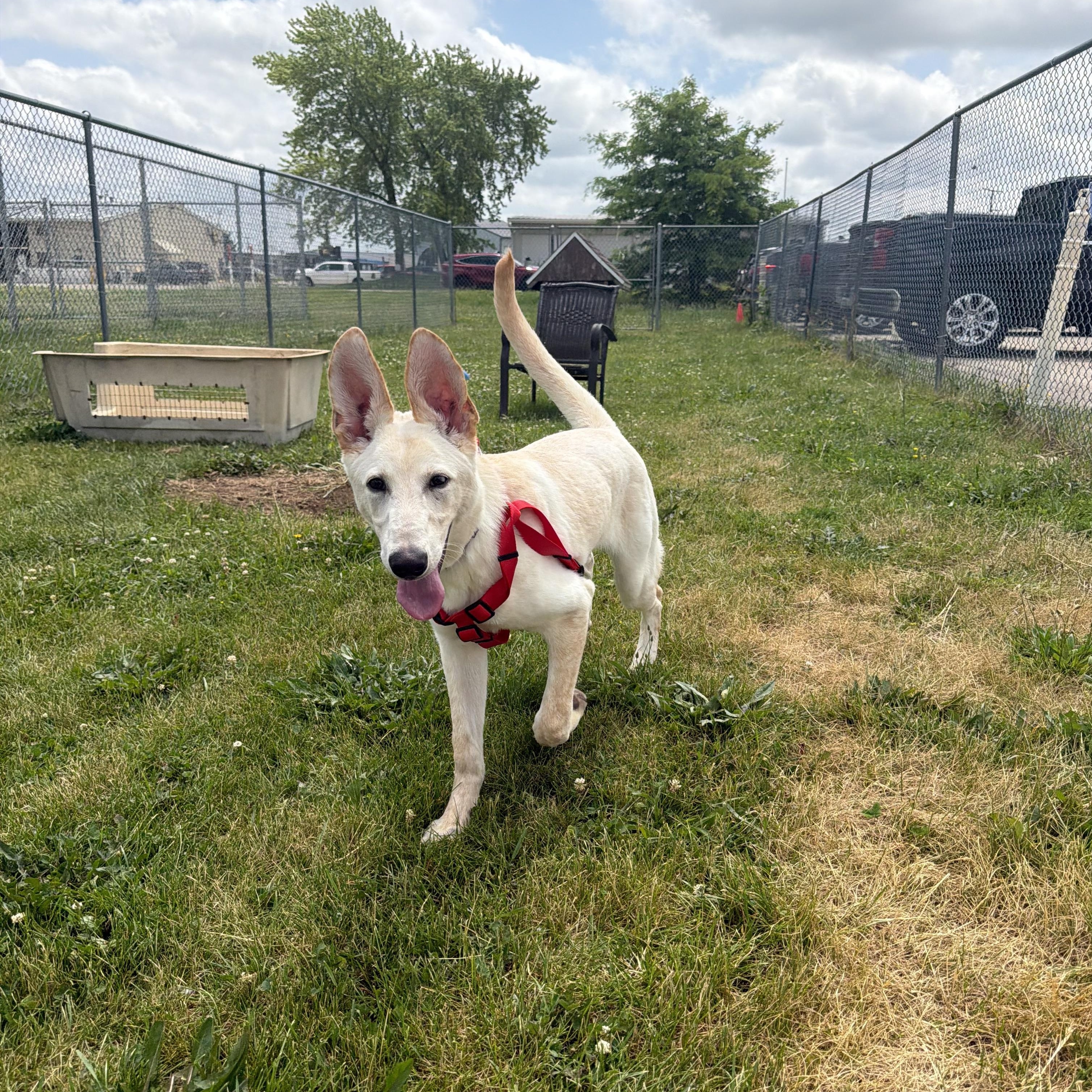 Nugget, a ADOPTABLE mixed breed in Dodgeville, WI image 4/4