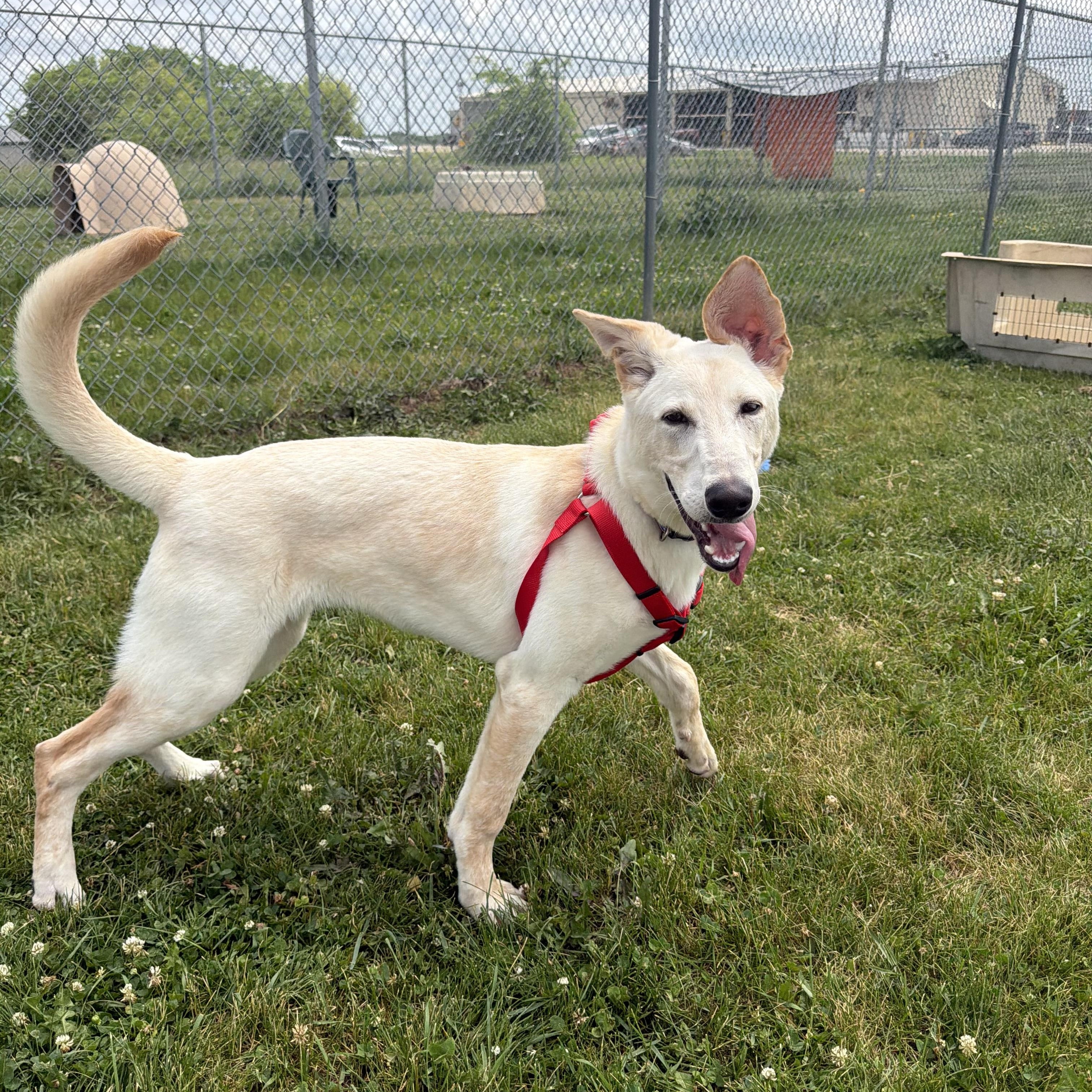 Nugget, a ADOPTABLE mixed breed in Dodgeville, WI image 3/4