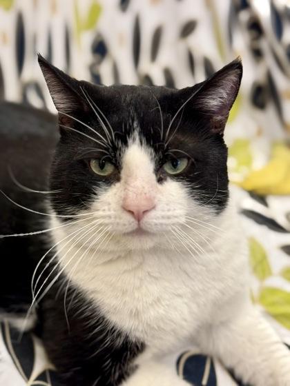 Enlarge Kebab , a ADOPTABLE Domestic Short Hair in Downers Grove, IL image 2/3